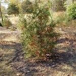 Juniperus communis Koor