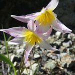 Erythronium helenae Flower