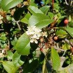 Photinia serratifoliaFlower