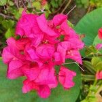 Bougainvillea glabraFlors