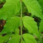 Rhus copallinum Folha