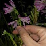 Erica verticillata Fleur