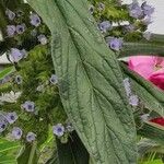 Echium strictum Листок