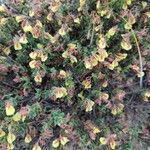 Helianthemum marifolium Fiore