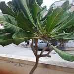 Meryta denhamii Hoja
