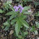 Cardamine pentaphyllos পাতা