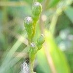 Erucaria hispanica Fruto