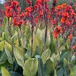 Canna × hybridaЦветок