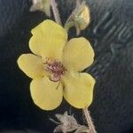 Verbascum blattaria Kwiat