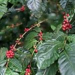 Coffea canephora Owoc