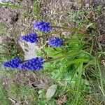 Muscari armeniacum Λουλούδι