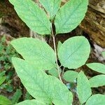 Lonicera canadensis Leaf