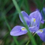 Iris unguicularis Květ