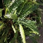 Blechnum spicant Hostoa