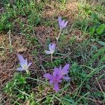 Colchicum multiflorumFlower