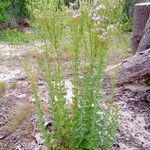 Chromolaena hirsuta Hábito
