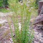 Chromolaena hirsuta Habit