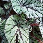 Begonia rexᱥᱟᱠᱟᱢ