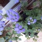 Ageratum houstonianumΛουλούδι