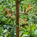 Podocarpus totara Folha