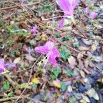 Rhododendron canadense 花