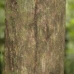 Lecythis persistens Kabuk