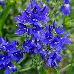 Veronica austriaca Flower