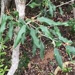 Croton gratissimus Leaf