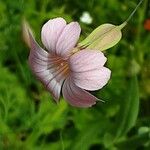 Gypsophila vaccaria Květ