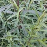 Artemisia dracunculus List