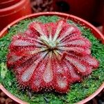 Drosera spatulata Leht