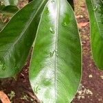 Lithocarpus edulis Deilen