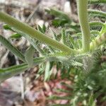 Lomelosia stellata 樹皮
