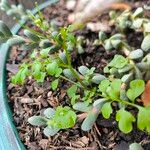 Cardamine bonariensis Leaf