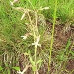 Silene nutansFleur