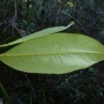Pittosporum aliferum 葉