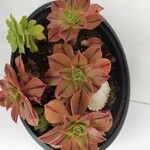 Aeonium leucoblepharum Liść