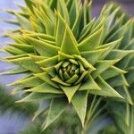 Araucaria araucana Blad