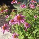 Echinacea angustifolia Цвят