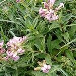 Saponaria officinalis Habit