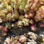 Sedum hirsutum Likasa