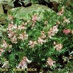 Vicia argentea Hábito