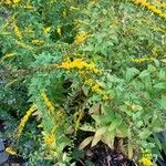 Solidago rugosa Flor