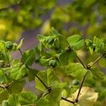 Euphorbia stricta Frugt