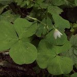 Oxalis trilliifolia Leaf