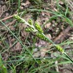 Carex canescens Плод