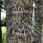 Oncosperma horridum Bark