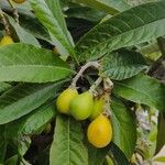 Eriobotrya japonica Vrucht