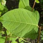 Viburnum carlesiiFolio