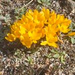 Crocus chrysanthus Квітка